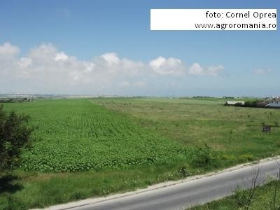 Statistici subventia pe suprafata 2012 in judetul Dolj