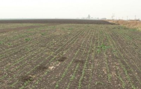 Subventia pe suprafata 2013: Cate cereri s-au depus anul acesta