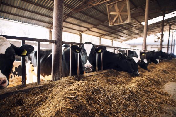 ministerul-agriculturii-noi-vesti-despre-subventia-de-73-eurocap-de-vaca