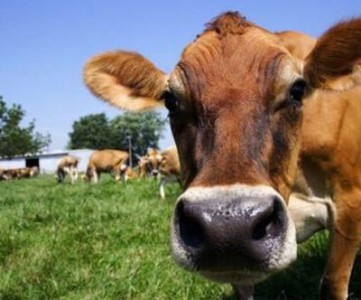 Ultimele zile pentru depunerea cererii pentru subventia la bovine, vezi care e TERMENUL LIMITA