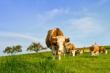 Hotarare pentru aprobarea cuantumului platii nationale directe complementare in sectorul zootehnic, pentru specia bovine, in anul 2013