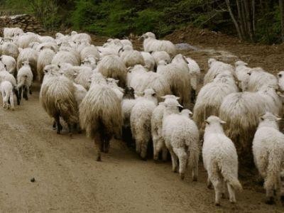 Peste 32.000 de fermieri inscrisi in programul de sprijin pentru oieri