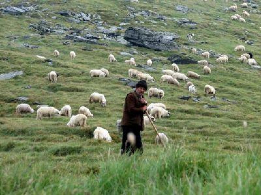 O noua subventie pentru crescatorii de ovine, aprobata saptamana aceasta
