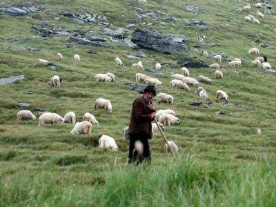 O noua subventie pentru crescatorii de ovine, aprobata saptamana aceasta