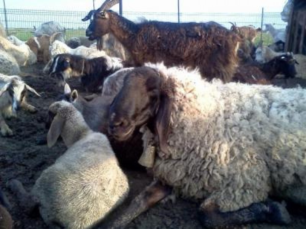 Zootehnie 2012: Situatia subventiilor pe cap de animal la Calarasi, la speciile ovine si caprine