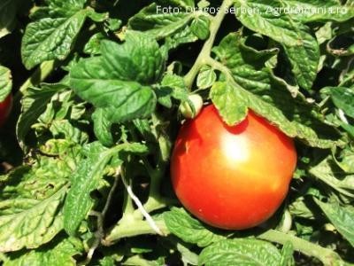 Un proiect MADR le-ar putea aduce cultivatorilor de tomate 740 euro/hectar, anul acesta
