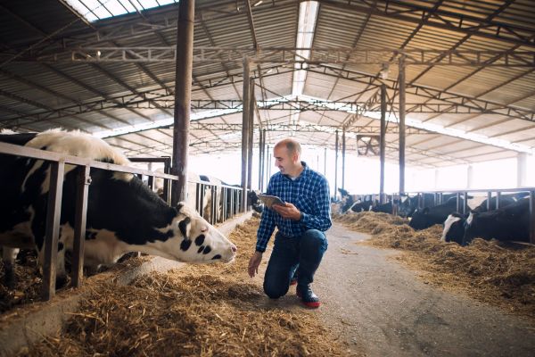 Subventia APIA: Guvernul a anuntat cand incep primele plati pentru vaca de lapte