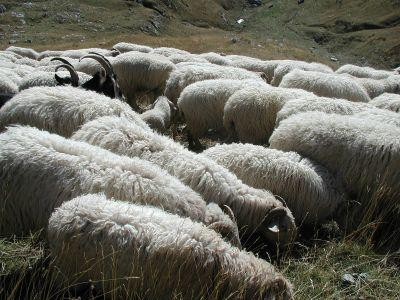 Se depun cererile pentru subventiile acordate crescatorilor de ovine si caprine
