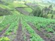 Subventii 2013: Pana cand se poate depune cererea de acordare a subventiei in agricultura ecologica