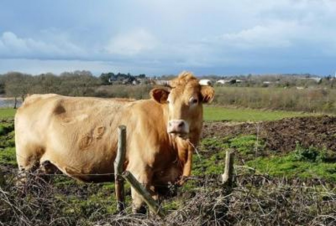 APIA: Cererile privind ajutorul de stat pentru cresterea animalelor pot fi depuse pana pe 16 decembrie