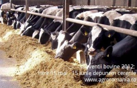 Crescatori de vaci, pana pe 15 iunie putem depune cererea pentru subventia pe cap de animal la specia bovine