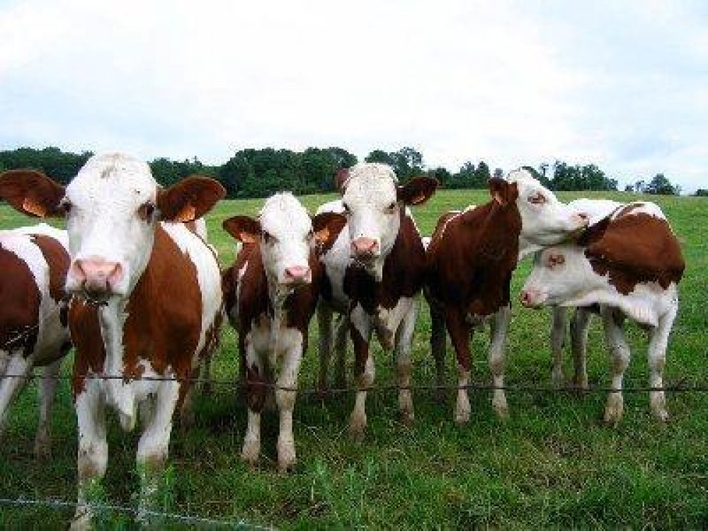 Mai puteti cere banii pentru bovine in zone defavorizate doar pana pe 21 septembrie