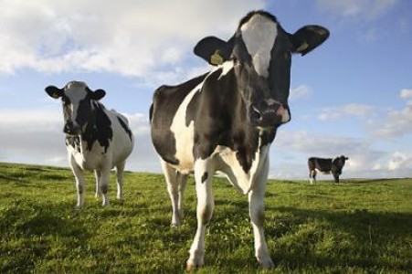 Noi subventii destinate crescatorilor de bovine