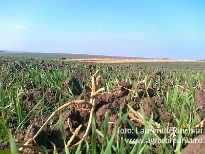 Proiect de Hotarare a Guvernului in vederea acordarii unui ajutor de minimis pentru infiintarea culturilor agricole in toamna anului 2012