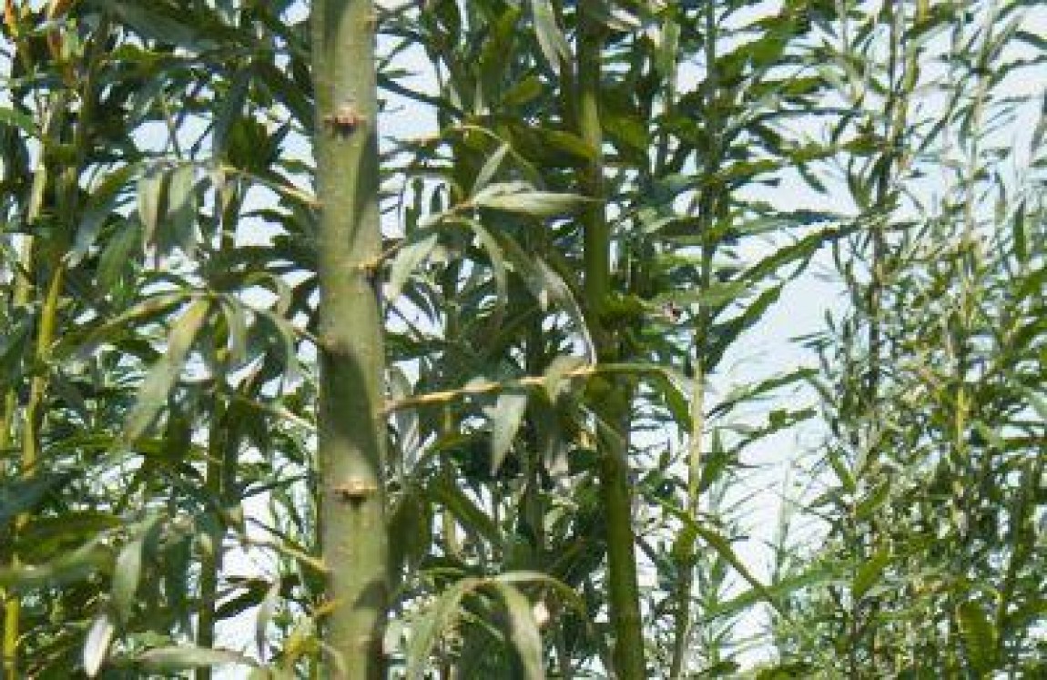 Cati fermieri au primit anul trecut subventia pentru culturile energetice