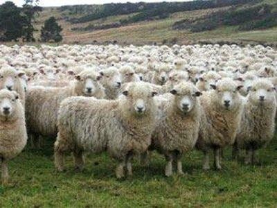Avantaje pentru crescatorii de animale din zonele montane
