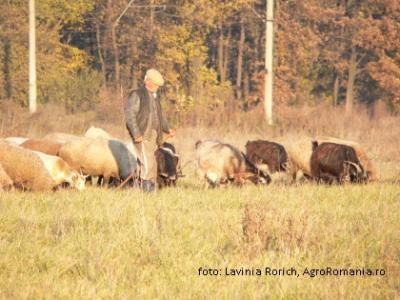 Peste zece mii de fermieri bistriteni primesc subventia pentru bovine, ovine si caprine