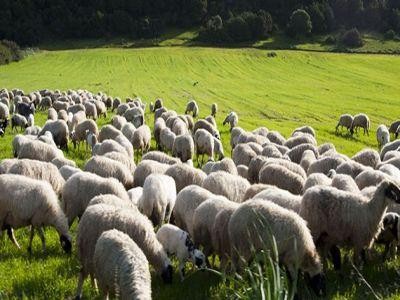 A inceput plata subventiilor pentru crescatorii de animale