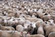Febra aftoasa la ovine si bovine, confirmata la vecinii din Bulgaria