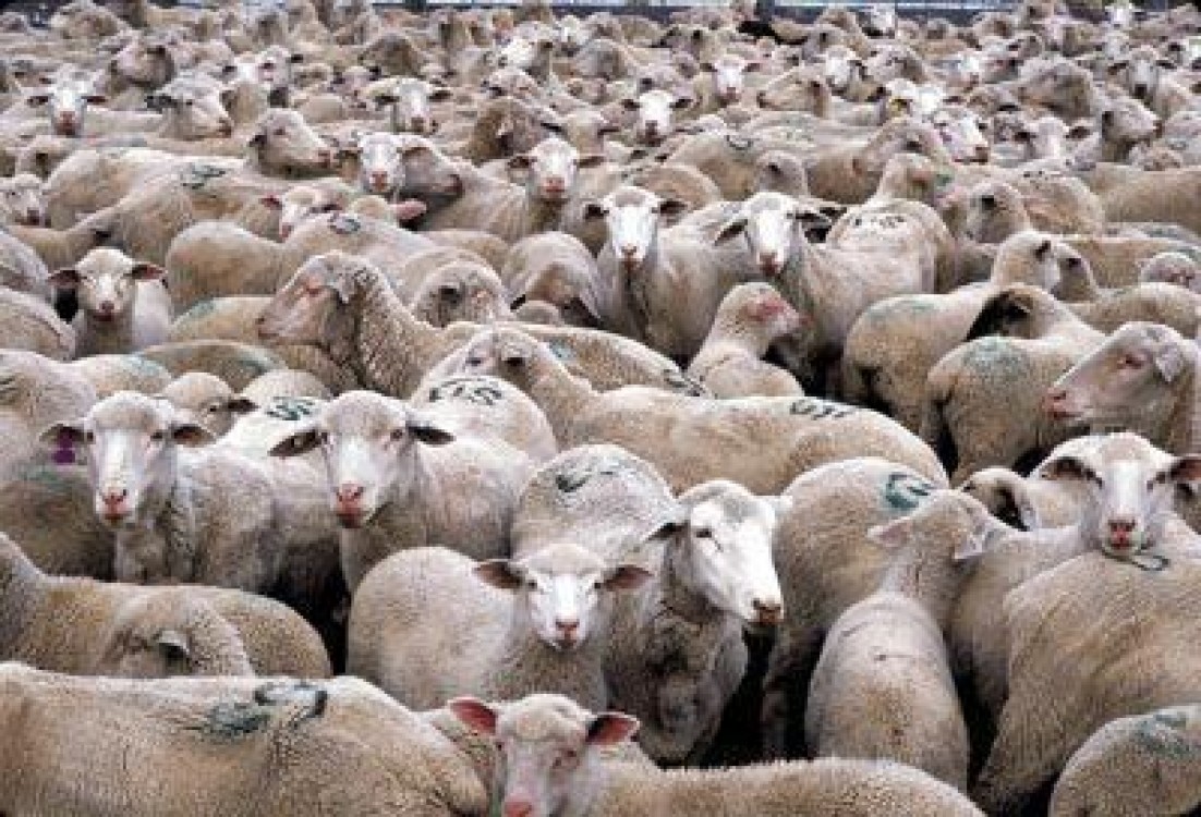 Israelul a deblocat importurile de bovine si ovine din Romania