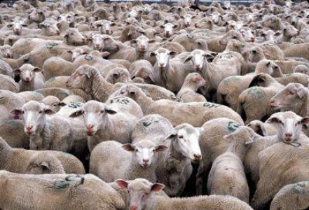 Crescatorii de ovine din Salaj au depus cereri pentru subventii aferente unui efectiv de circa 240.000 de capete