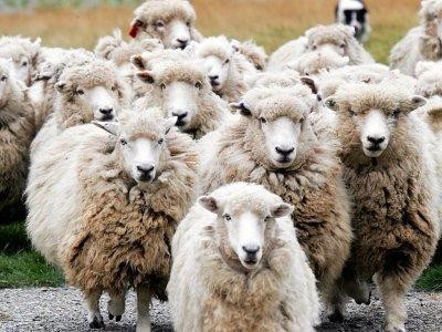 Sunt alocate fondurile pentru plata subventiei catre crescatorii de ovine si caprine