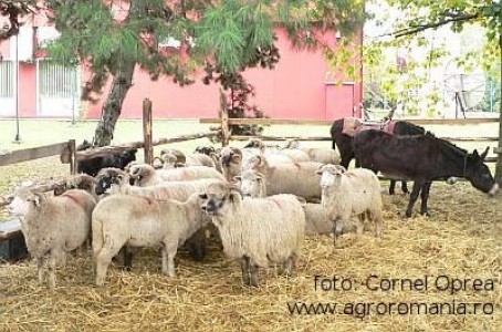 Din 9 aprilie depuneti cereri pentru subventia pentru ovine si caprine. GHID PAS CU PAS SUBVENTII OVINE