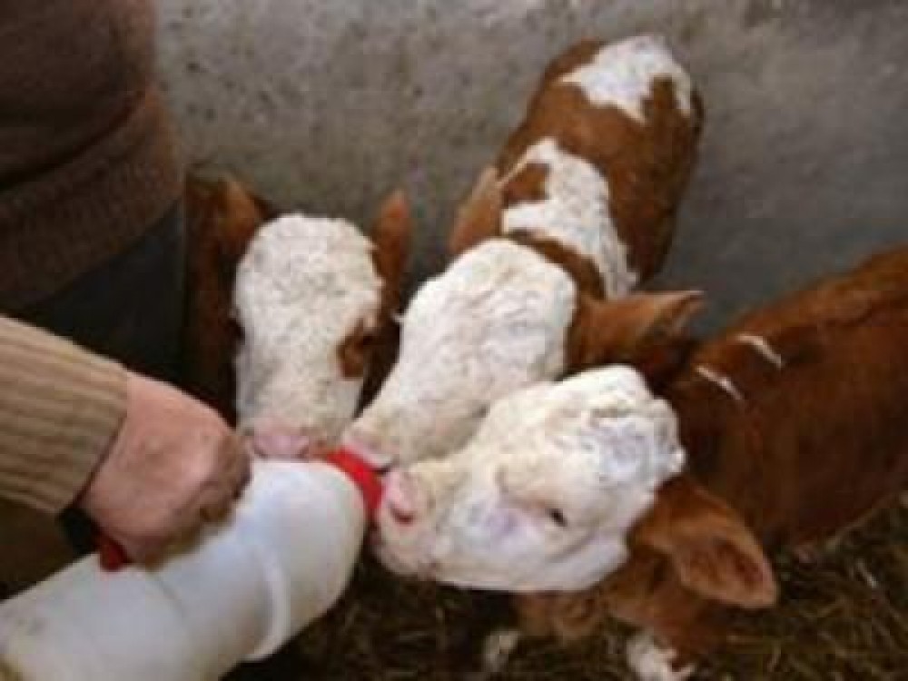 Subventia la bovine, numai pana 30 iunie!