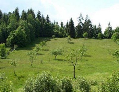 Subventii pentru prima impadurire: 1330 de euro pe hectar