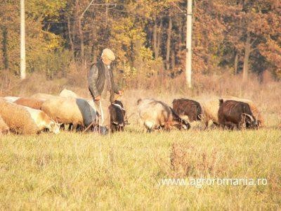 Campania de depunere a cererii pentru subventia acordata crescatorilor de ovine si caprine a intrat pe ultima suta de metri
