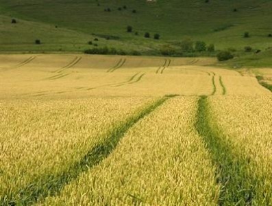 Subventii agricultura ecologica 2013: Cererile se depun incepand din luna septembrie