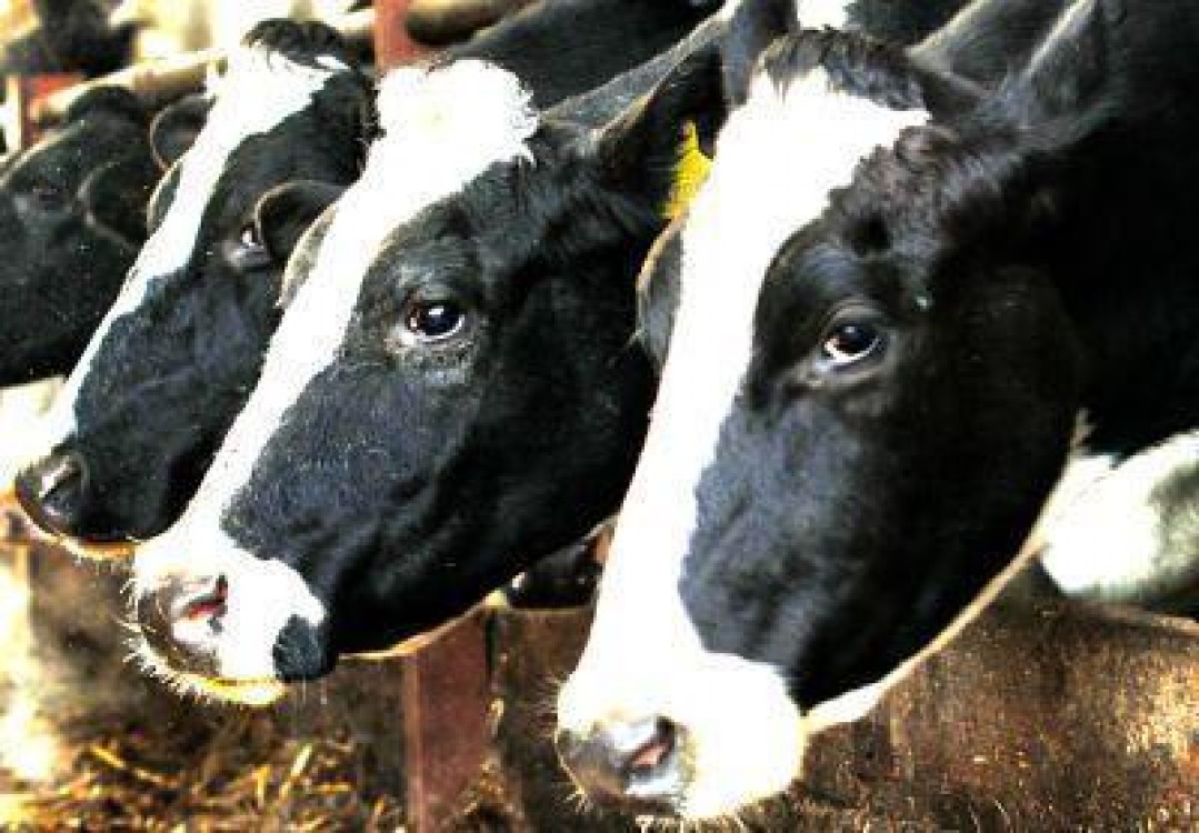 Bistrita-Nasaud: Crescatorii de bovine au depuse cereri pentru subventii aferente unui efectiv de 47655 capete
