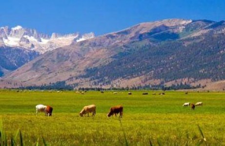 Subventii agricultura 2013: Ultima zi de depunere a cererii pentru crescatorii de vaci din zone defavorizate