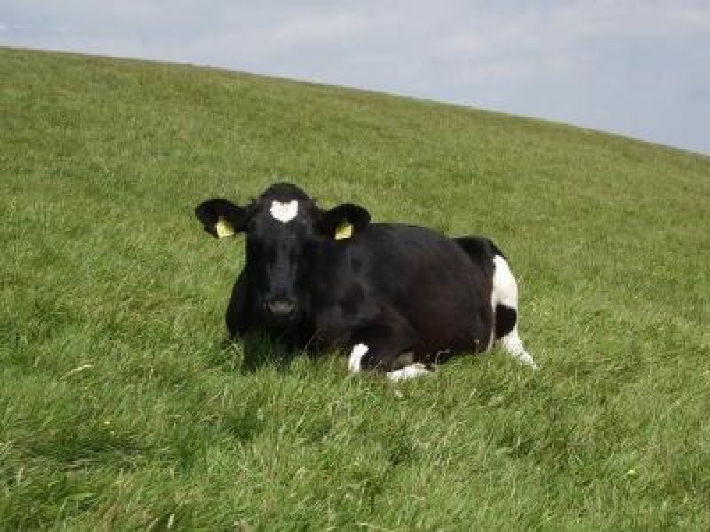 86 de euro SUBVENTIE pentru crescatorii de vaci din zone defavorizate