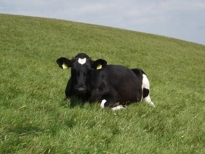 86 de euro SUBVENTIE pentru crescatorii de vaci din zone defavorizate