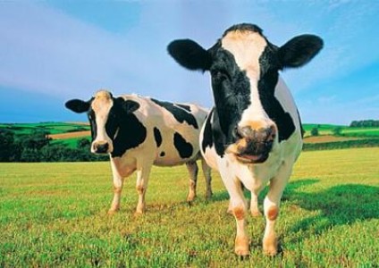Schema de ajutor specific acordat producatorilor de lapte si de carne de vita din zonele defavorizate