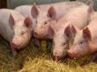 Producatorii din industria carnii de porc cer masuri mai dure pentru combaterea PPA