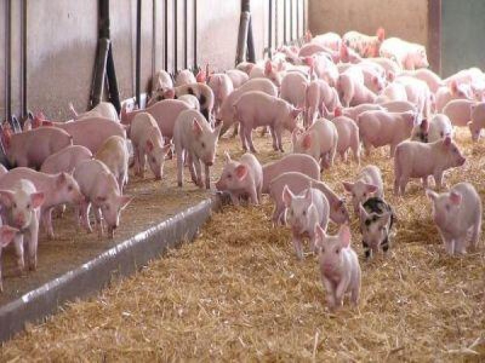 Reprezentaníi crescatorilor de porci, chemati la discutii cu oficialii MADR