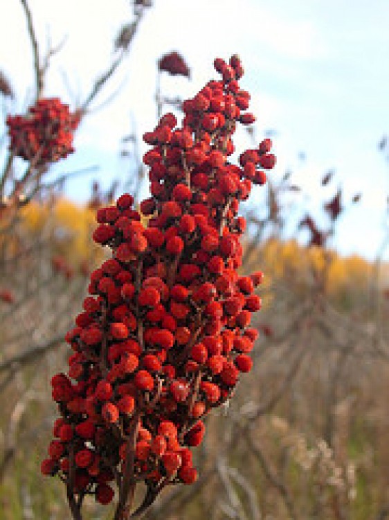 Condimente rare: Sumac, wasabi, schinduf şi ferula