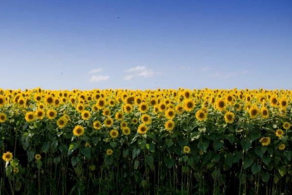 floarea-soarelui-va-aduce-profituri-uriase-in-2022