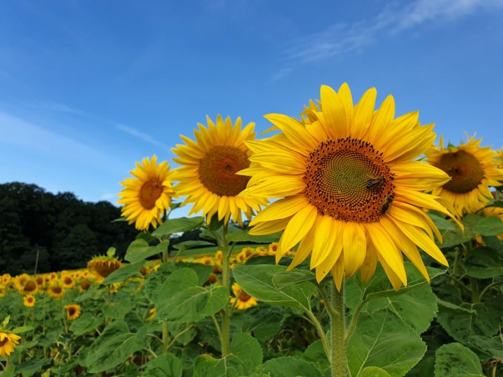 Fertilizare localizata cu Corn Starter Pro la porumb si floarea-soarelui
