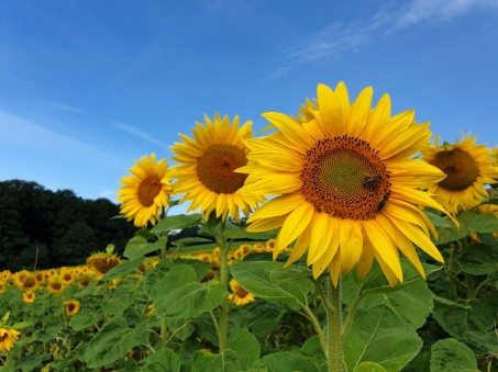 Fertilizare localizata cu Corn Starter Pro la porumb si floarea-soarelui