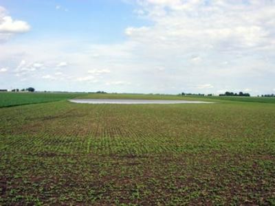 Cererile de plata pentru schemele de sprijin pe suprafata se pot depune de astazi la APIA