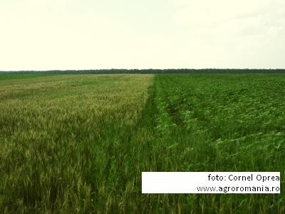 Au fost cultivate 90% din terenurile programate pentru campania agricola de anul acesta