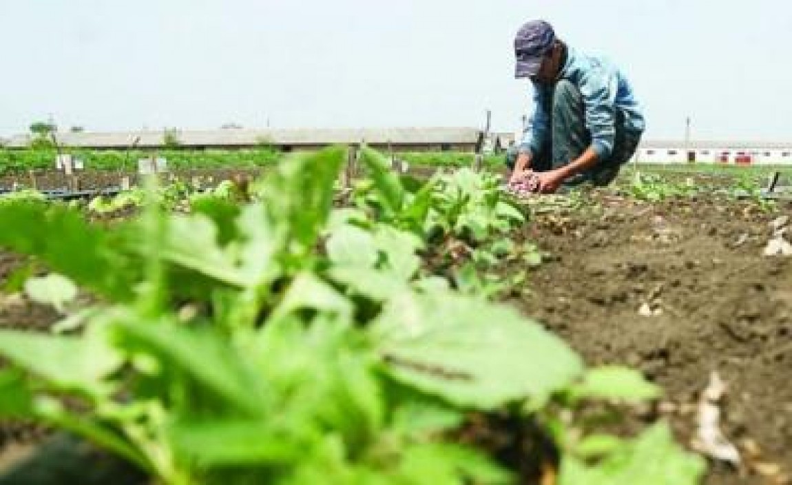 Suprafata cultivata ecologic in Romania este sub media europeana