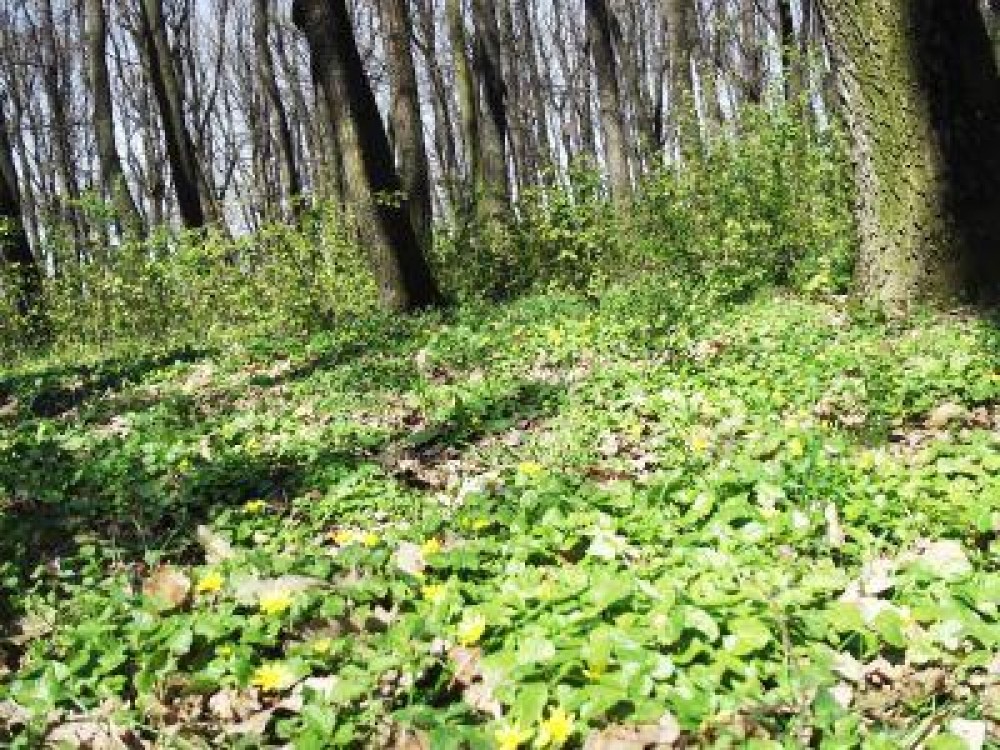 Cum a evoluat suprafata impadurita a Romaniei in anul 2012