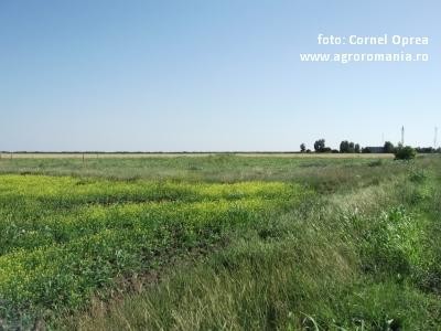 Media unei exploatatii agricole romanesti este 3,5 hectare, cea mai mica din Uniunea Europeana