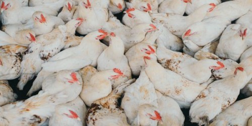 Supravegherea sanitara veterinara curenta