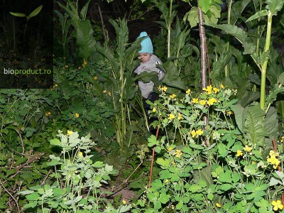 Survivor - ratacit in jungla (din spatele casei)