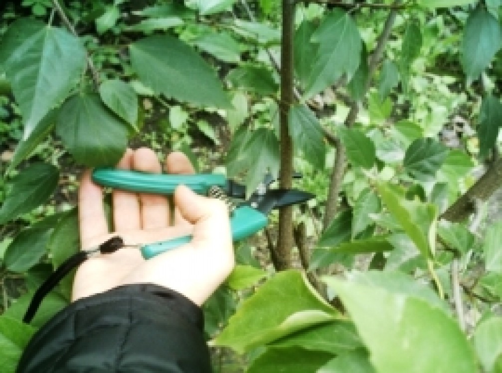 Lucrari specifice explicate pe intelesul tuturor. Cum ingrijesti plantele de apartament